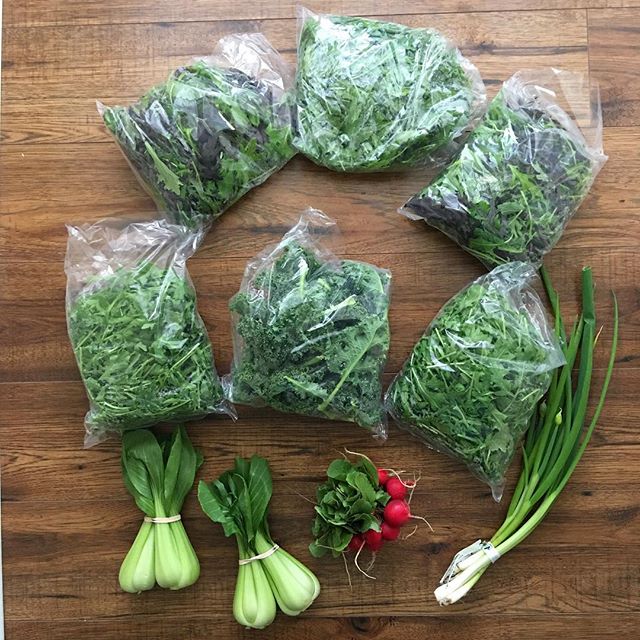 Rainy morning dash (left the playful baby with papa T) to the market to stock up on all the greens because SPRING 😍 Today I grabbed: #bokchoy #arugula #mixedsaladgreens #radishes #greenonions #kale and unpictured #vegan #pesto, all natural #sourdough cinnamon raisin #ryebread, #onigiri (riceball 🍙), and #adzuki #daifukumochi 😍💗 .
.
.
.
.
.
.
.
.
.
. 
#macrobiotic #vegetables #eatrealfood #spring #nourishing #gratitude #vegan #plantbased #greens #local